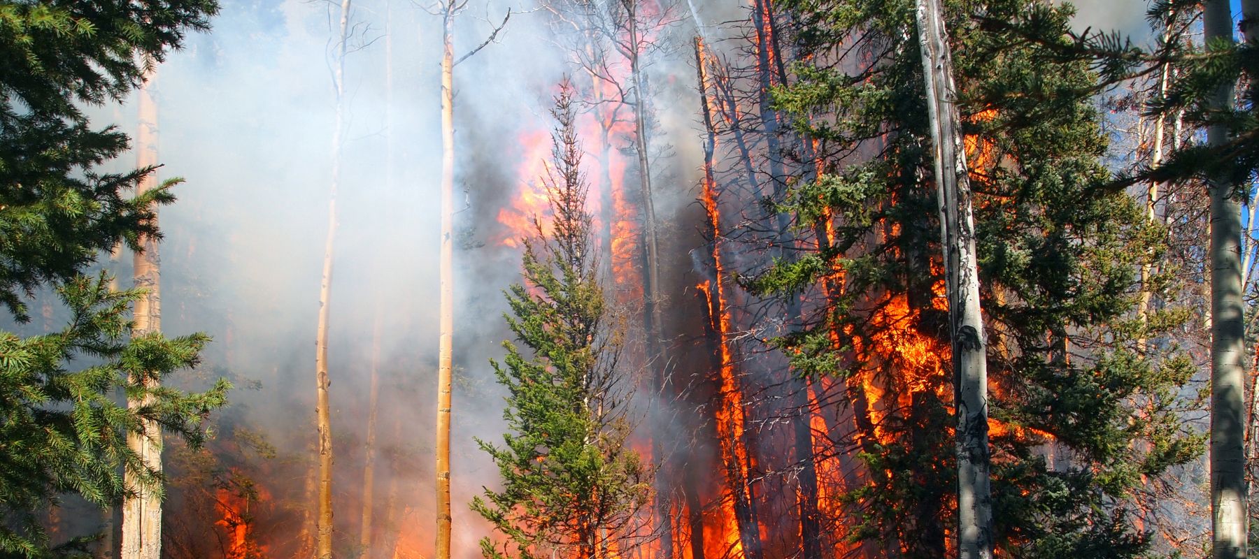 How to Stay Healthy During the Wildfire Season